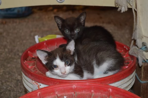 regalo  gattini 