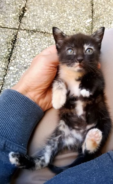 regalo gattina 