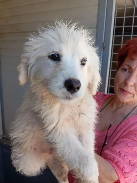 Rio simil spinone 25kg | Foto 0