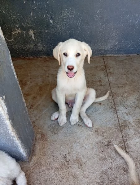 Oden  simil labrador 2025kg | Foto 0