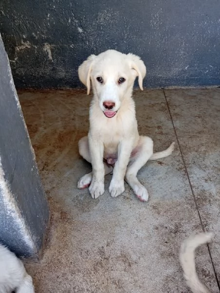 Oden  simil labrador 2025kg
