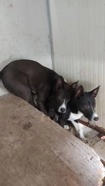 Pepe e Ringo taglia media 1 anno  | Foto 4