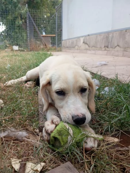 Amber simil labrador  | Foto 3