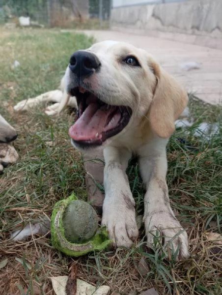 Amber simil labrador  | Foto 2