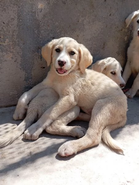 Amber simil labrador 