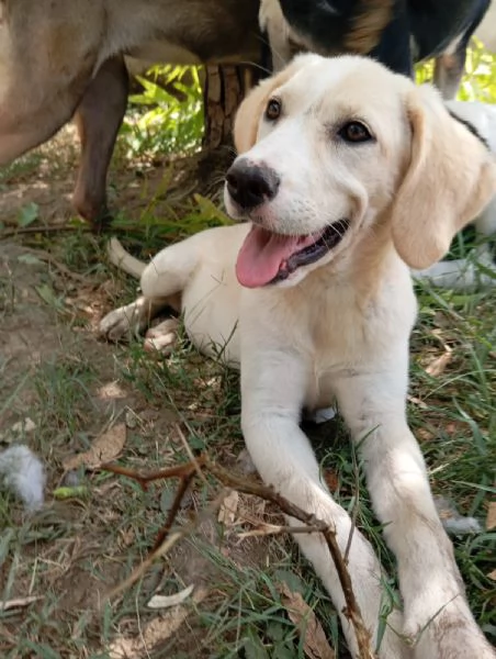 Amber simil labrador  | Foto 0