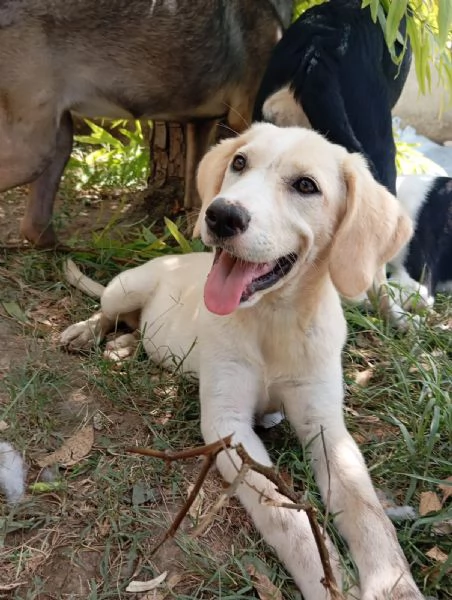 Amber simil labrador 
