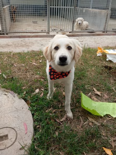Fido simil golden in adozione  | Foto 6