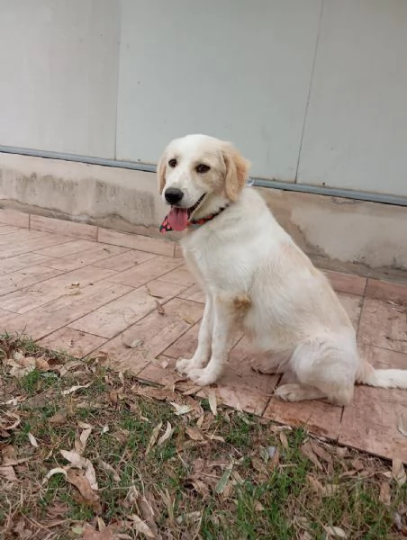 Fido simil golden in adozione  | Foto 5
