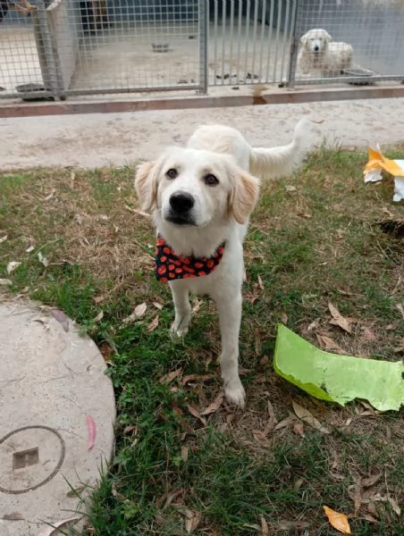 Fido simil golden in adozione  | Foto 4