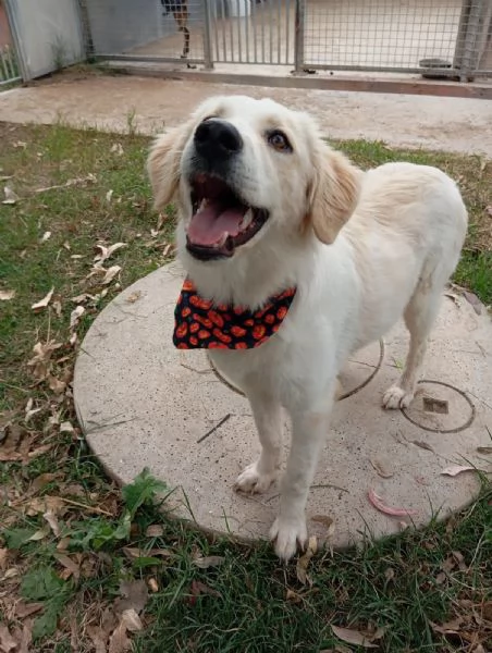 Fido simil golden in adozione  | Foto 3