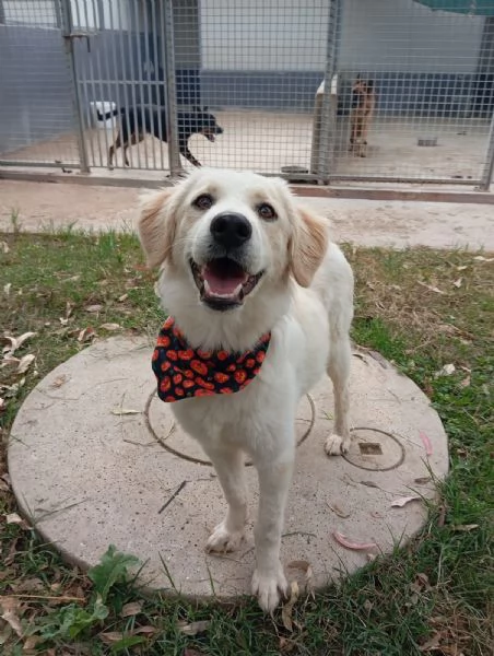 Fido simil golden in adozione 