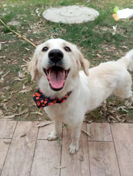 Fido simil golden in adozione  | Foto 2
