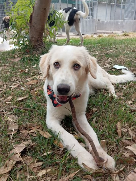 Fido simil golden in adozione  | Foto 1
