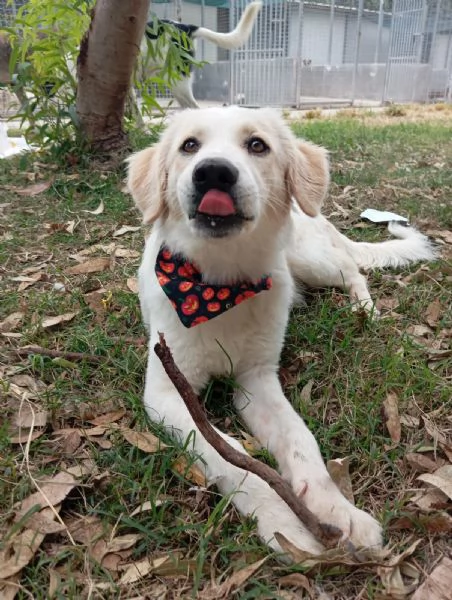 Fido simil golden in adozione  | Foto 0
