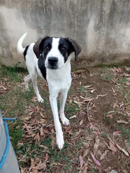 Snoopy 2530 | Foto 4