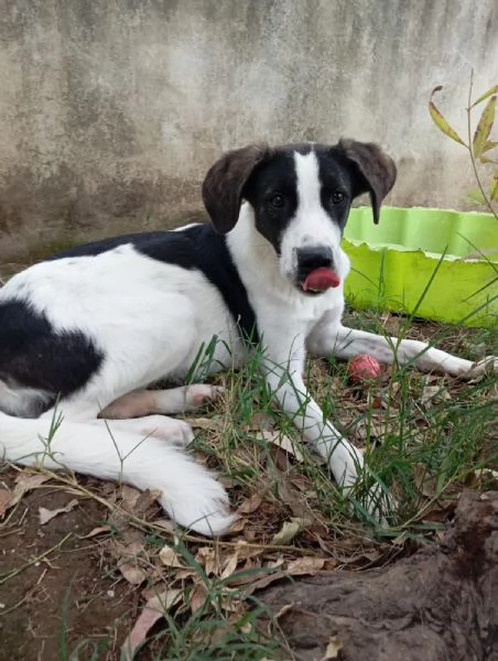 Snoopy 2530 | Foto 0