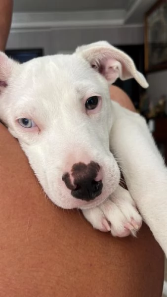 Lucky simil pitbull in adozione  | Foto 1