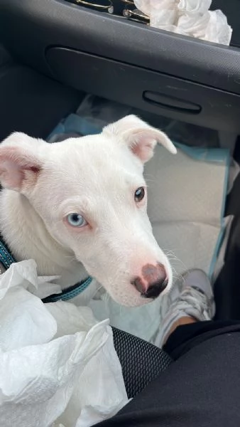 Lucky simil pitbull in adozione  | Foto 0