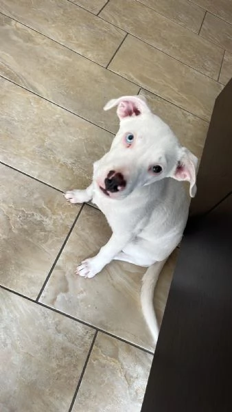 Lucky simil pitbull in adozione 