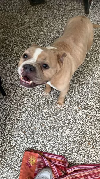 Yuma American bully  | Foto 4