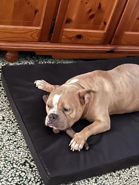 Yuma American bully  | Foto 3