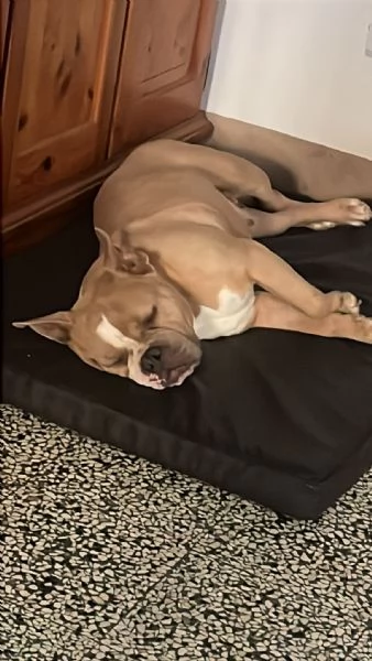 Yuma American bully  | Foto 1