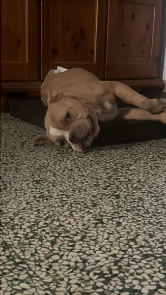Yuma American bully  | Foto 0