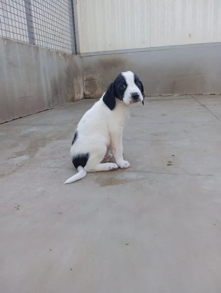 Kimbo  mix segugio taglia media  | Foto 3