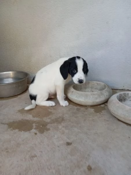 Kimbo  mix segugio taglia media  | Foto 2