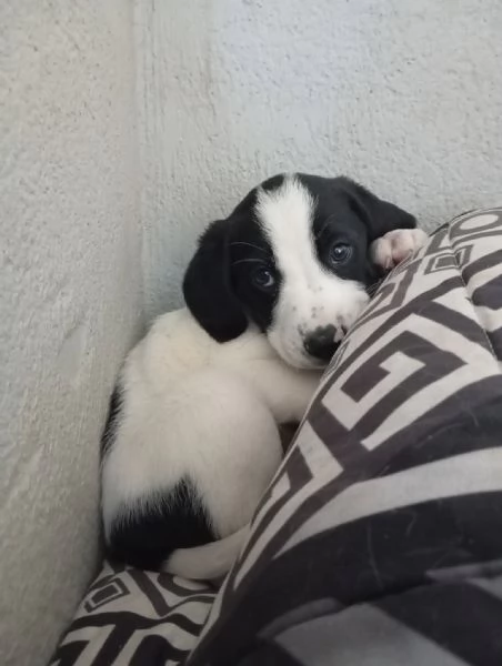 Kimbo  mix segugio taglia media 