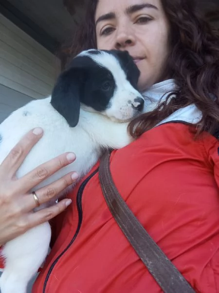 Kimbo  mix segugio taglia media  | Foto 1