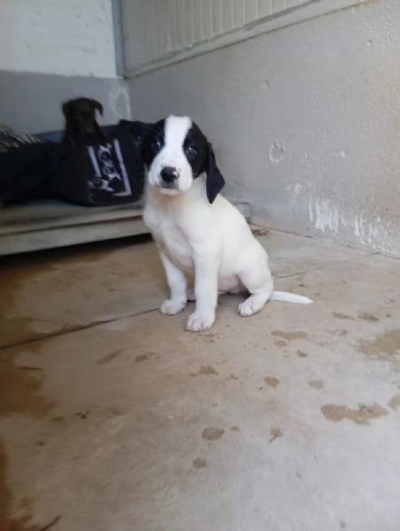 Kimbo  mix segugio taglia media  | Foto 0