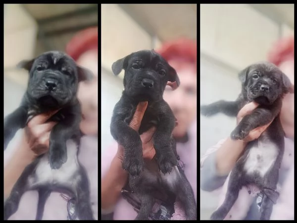 Tre cuccioli maschi incrocio Corso 