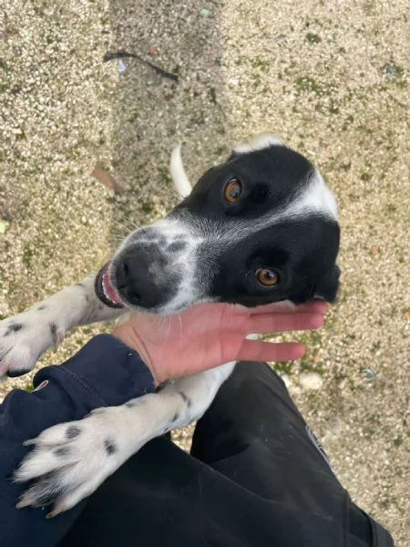 Bea taglia piccola in adozione  | Foto 0