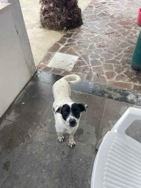 Bea taglia piccola in adozione 