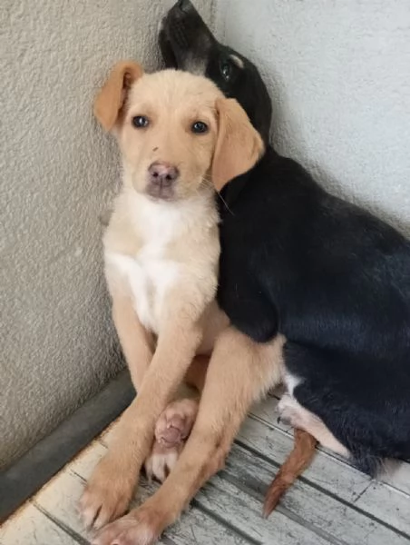 Caramel taglia media