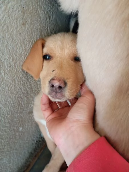 Caramel taglia media | Foto 3