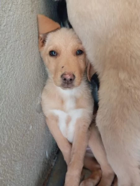 Caramel taglia media | Foto 2