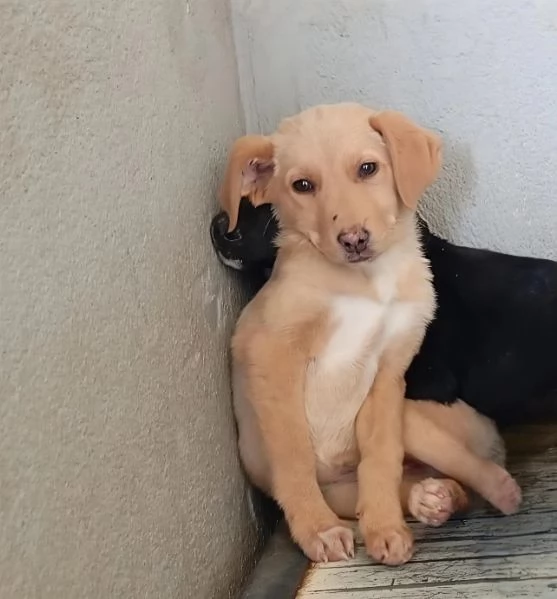 Caramel taglia media | Foto 1