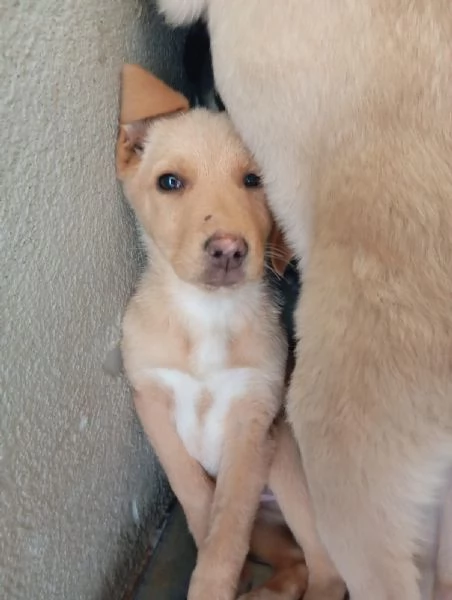 Caramel taglia media | Foto 0