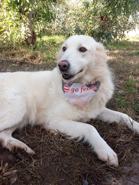 Vanda taglia media  | Foto 1