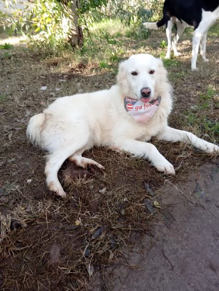 Vanda taglia media  | Foto 0