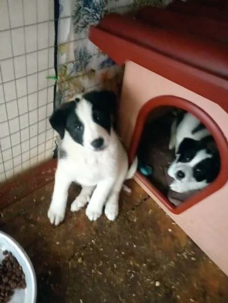 Diana e Olga taglia grande 