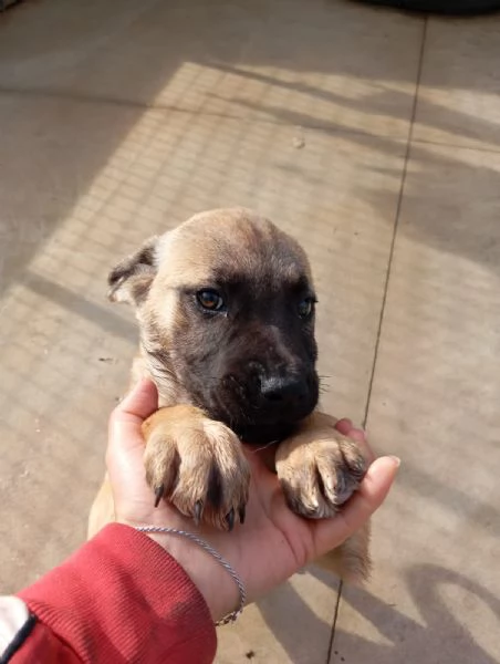 Annabelle mix pittbullboxer 