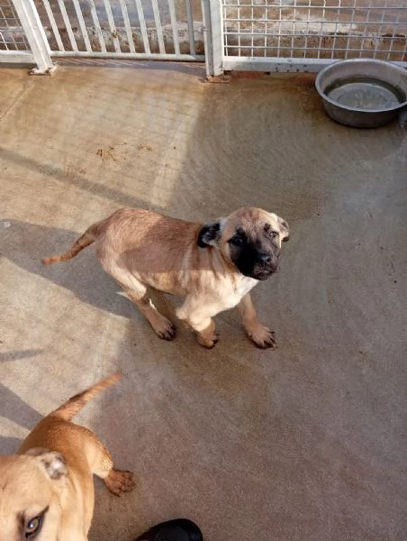 Annabelle mix pittbullboxer  | Foto 2