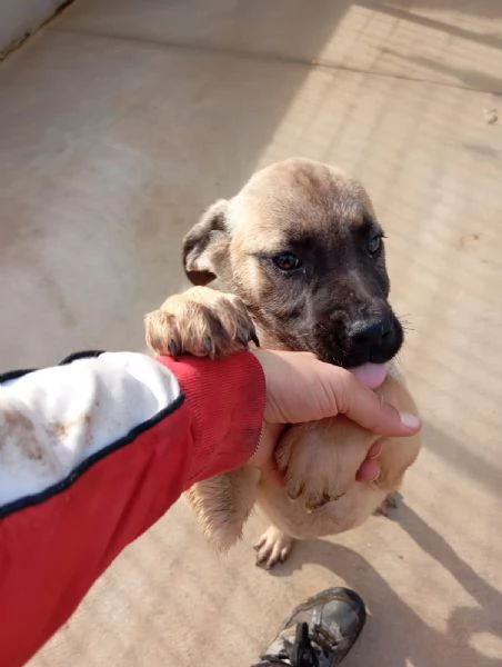 Annabelle mix pittbullboxer  | Foto 1