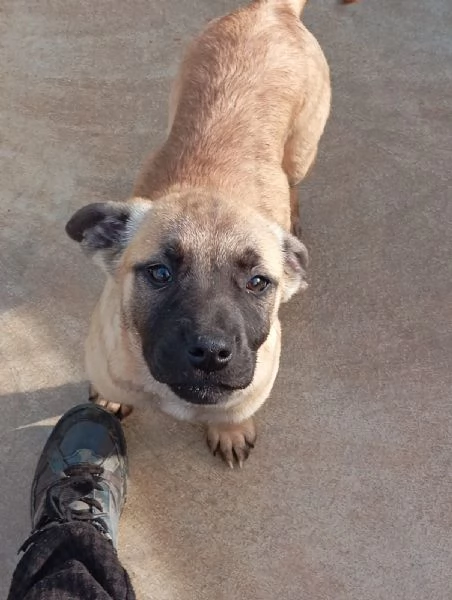 Annabelle mix pittbullboxer  | Foto 0