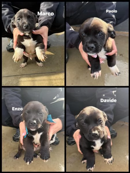 Quattro cuccioli simil pitt 