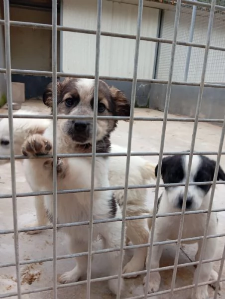 Peggy taglia media  | Foto 0